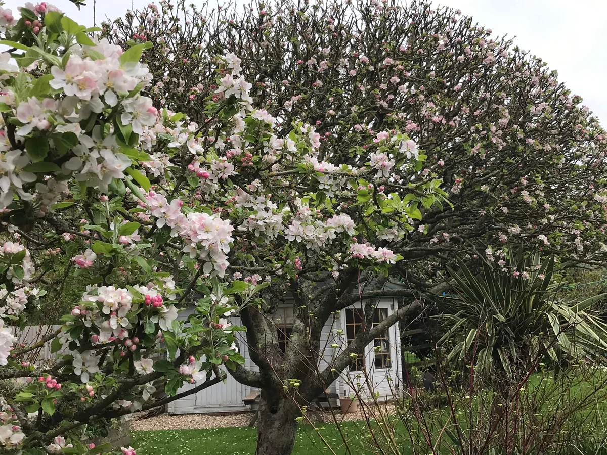 Kittiwake's garden in Hope Cove, with a flowering tree and a cabin behind it